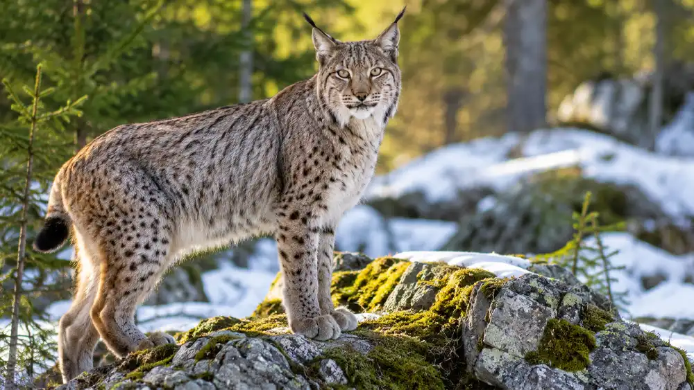 International Lynx Day