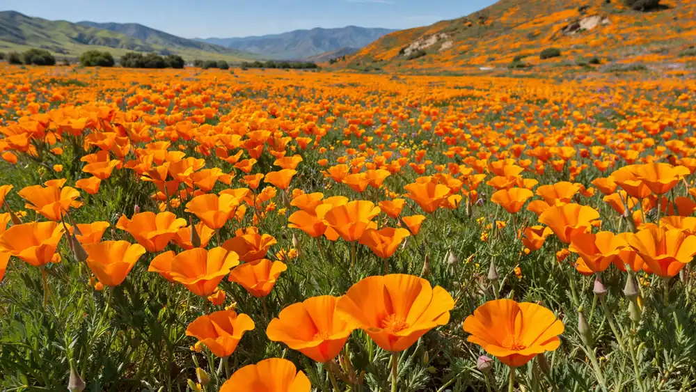California Poppy Day