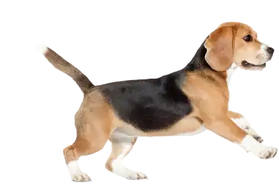 A happy Beagle on a transparent background