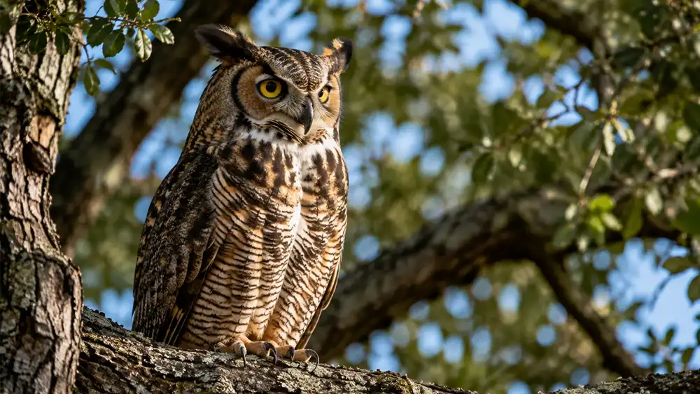 International Owl Awareness Day