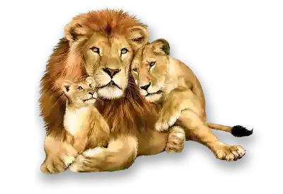World Lion Day