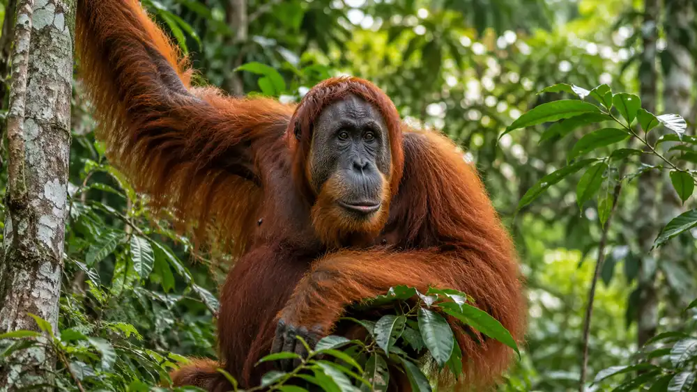 International Orangutan Day