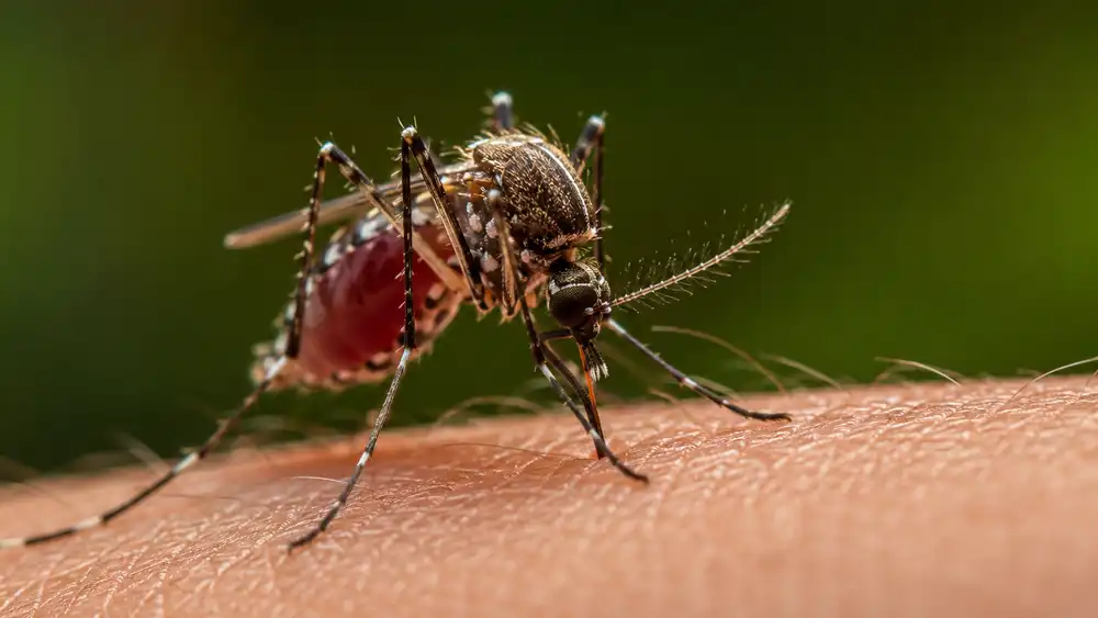 World Mosquito Day