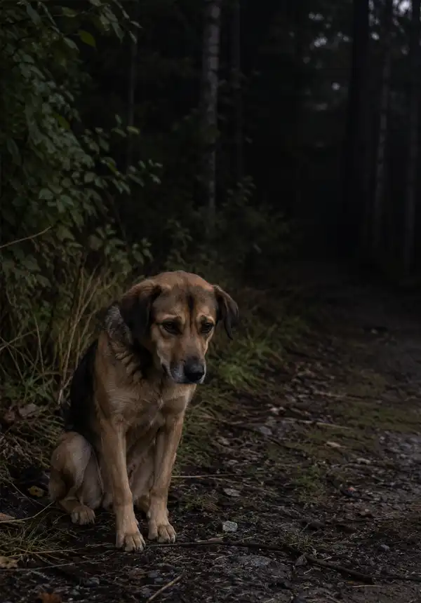 Sad, Lost, and Needy. A sad lost dog sits alone near the edge of a dark forest, uncertain and far from the safety of home.