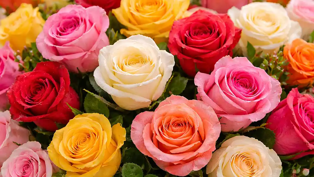 Rose Day