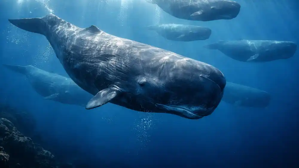 World Whale Day