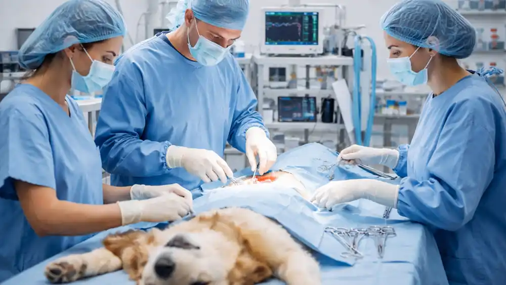 World Spay Day