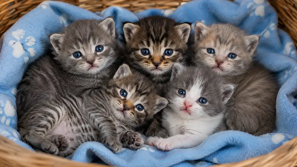 National Kitten Day