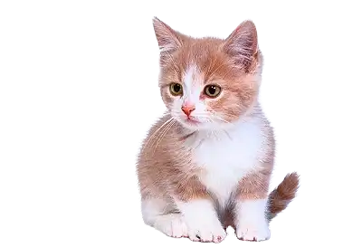 National Kitten Day A cute orange and white kitten on a transparent background