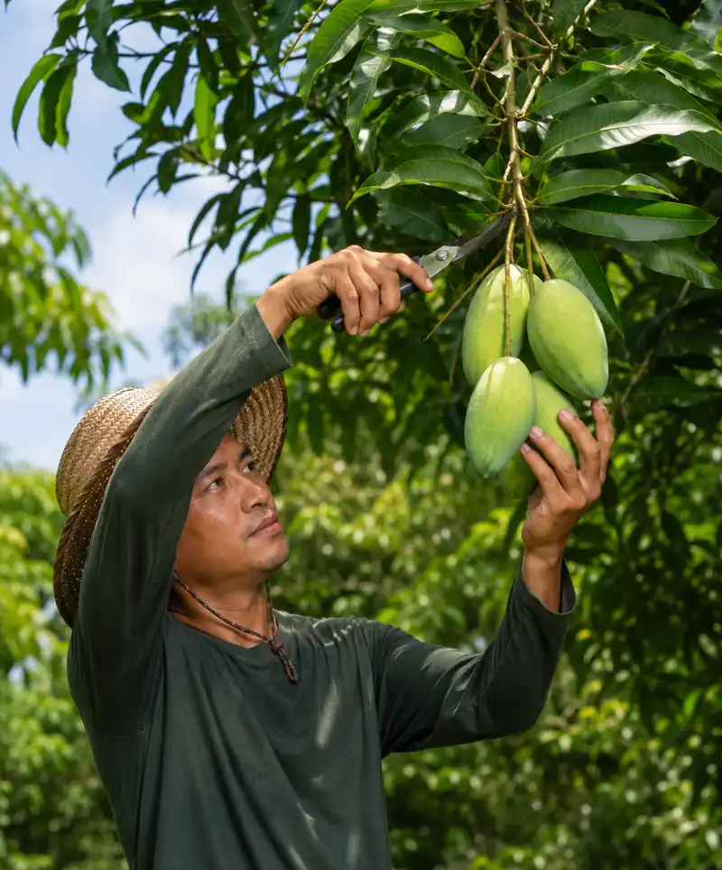 A mango farmer carefully harvests several slightly unripened green mangoes from a tree using pruning shears, surrounded by lush tropical foliage on a sunny day.