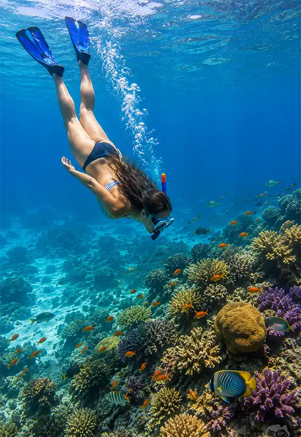 Free Diving to a Point of Interest A woman free-dives beneath the surface while snorkeling, following a trail of bubbles toward a vibrant coral reef filled with colorful tropical fish in crystal-clear ocean water.