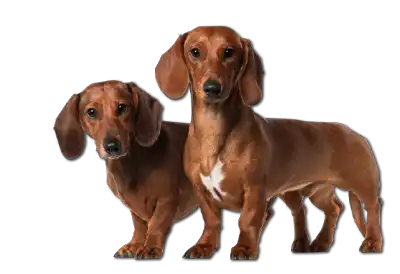 Two Dachsunds side by side on a transparent background.