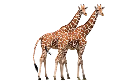 A pair of Giraffes on a transparent background