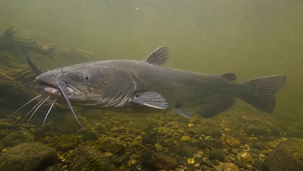 National Catfish Day