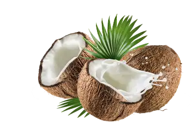 National Coconut Day Coconuts split open with a splash of the inner 'milk' on a transparent background