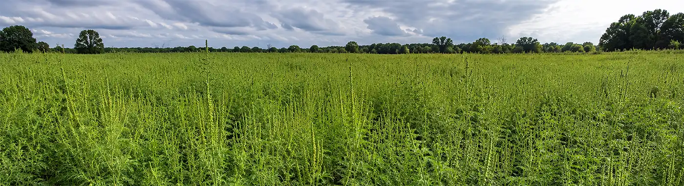 Panoramic view of a field heavily overgrown with ragweed plants stretching to the horizon. Dense stands of the allergy-causing weed dominate the landscape beneath a dramatic summer sky, illustrating how quickly ragweed can spread when left unmanaged.
