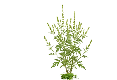 Ragweed growing out of a tuft of grass on a transparent background