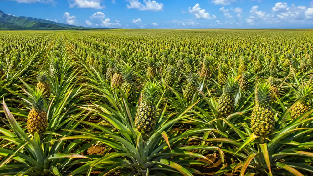 Pineapple Day