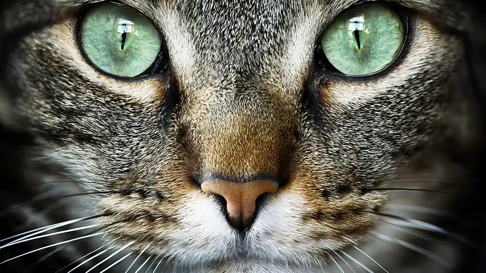 International Rescue Cat Day