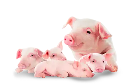 Mother Pig and her Piglets on a transparent background