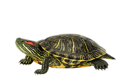 Red-eared slider terrapin with its distinctive striped shell and red markings displayed on a transparent background.