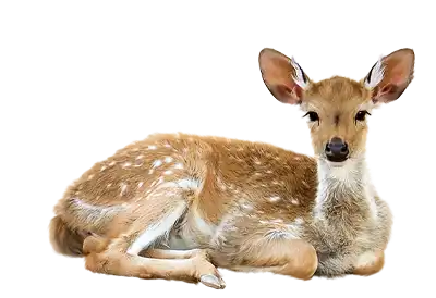 Kindness to Animal Day A young deer laying down on a transparent background