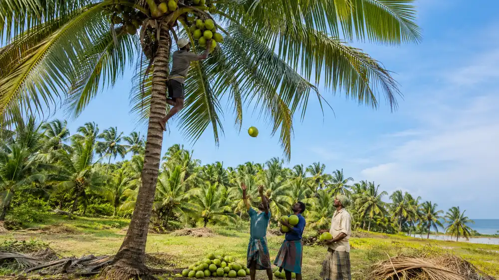 World Coconut Day