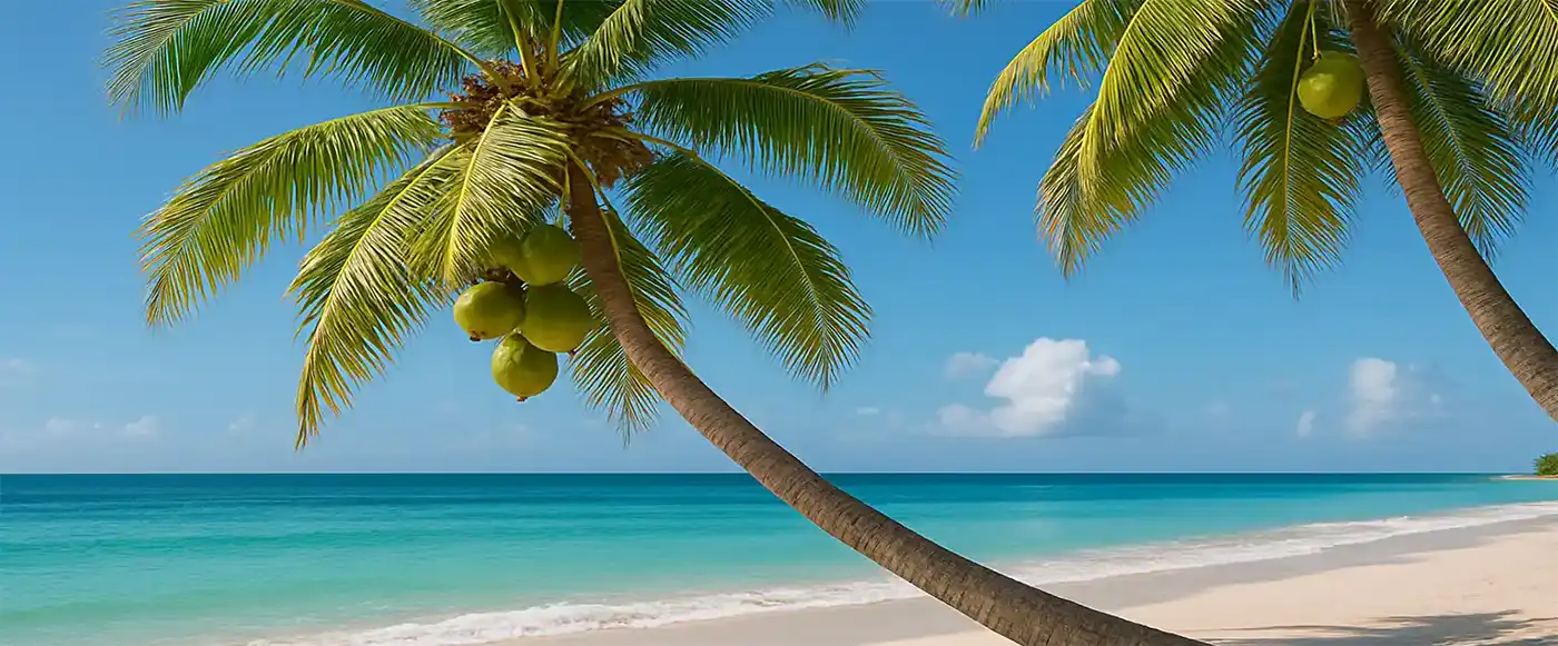 A perfect beach scene with Coconuts growing on a palm over the beach