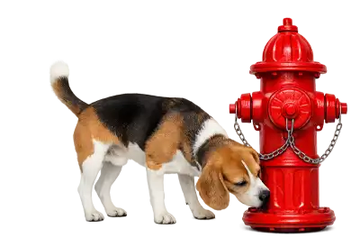 National Dog Walker Appreciation Day A Beagle Sniffing a Fire Hydrant on a transparent background