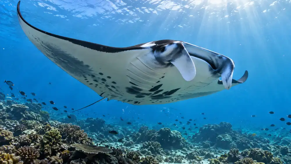 World Manta Day