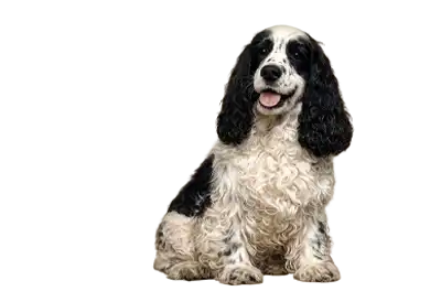Checkers, Nixon's Cocker Spaniel, on a transparent background