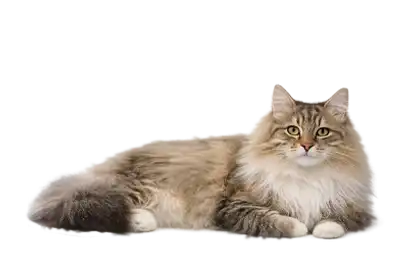 A Healthy, Fluffy Cat on a transparent background