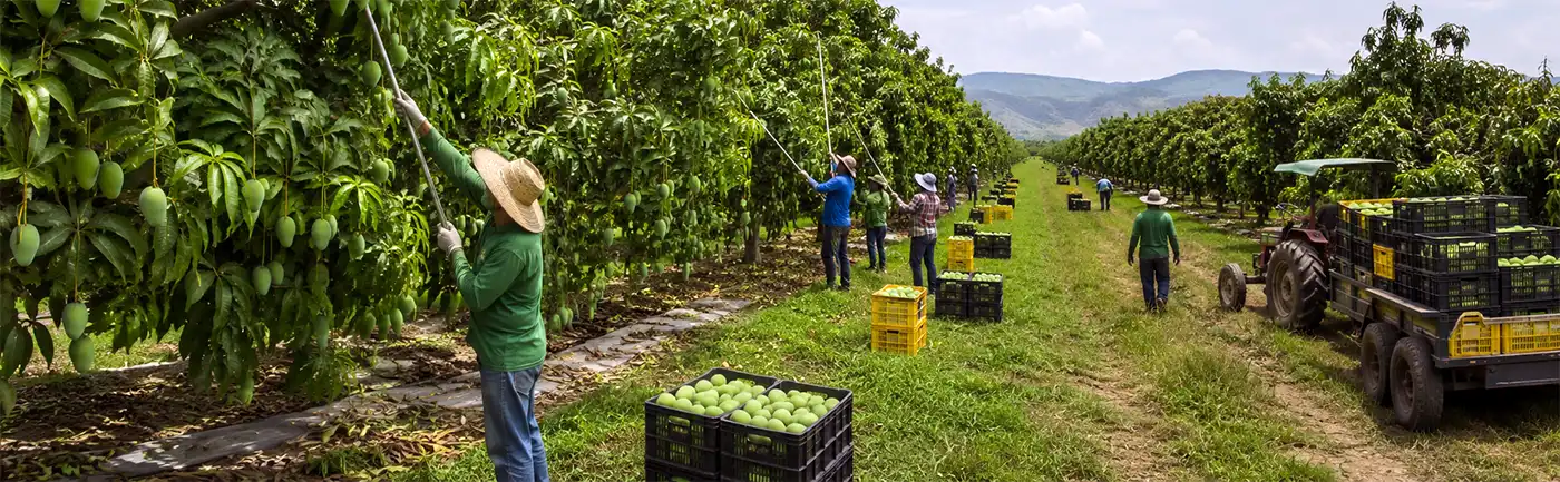 Workers harvest unripe green mangoes in a sprawling tropical mango orchard during National Mango Month, with rows of fruit-laden trees stretching into the distance under a bright summer sky.