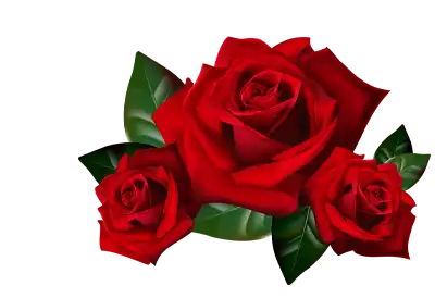 Red Roses on a transparent background