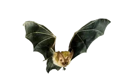 A Bat flying on a transparent background